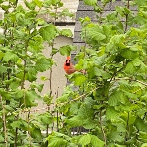 Meet your Posher, Rosa